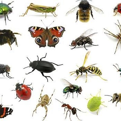 Timeline: LINEA DEL TIEMPO DE LA ENTOMOGLOGIA