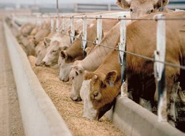 Cattle Industry