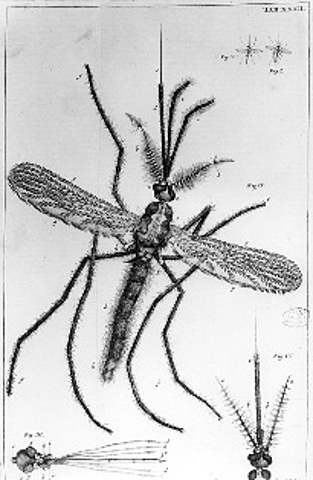 publicacion de los estudios sobre insectos