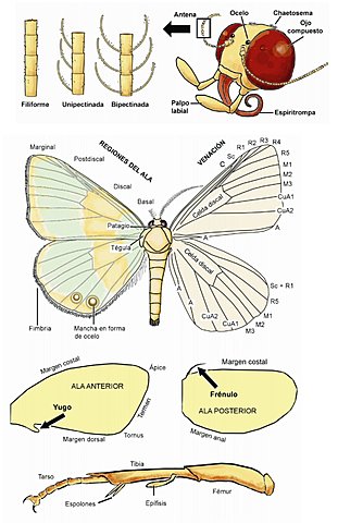 anatomia de la larva