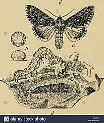 AVANCES EN ENTOMOLOGÍA MEDICA