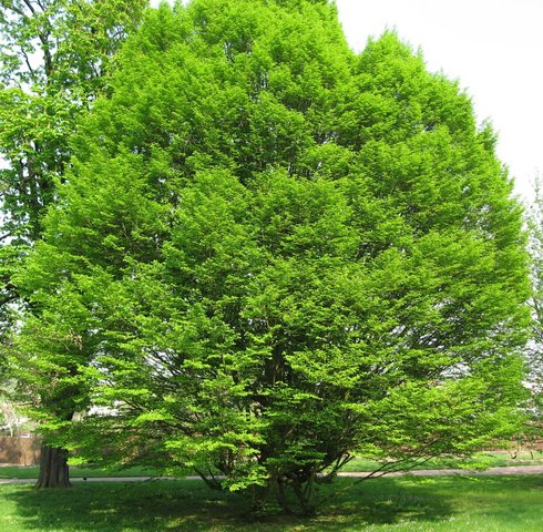 Summer_Carpinus betulus_European Hornbeam