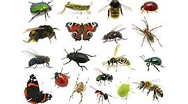 Timeline: LINEA DEL TIEMPO DE LA ENTOMOGLOGIA