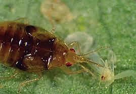 AVANCES EN ENTOMOLOGÍA MEDICA