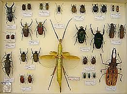 coleccion de insectos