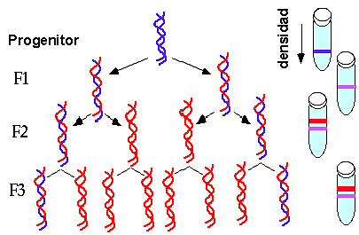 Replicació del DNA