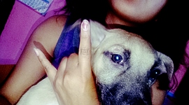 Timeline: obtuve mi perro