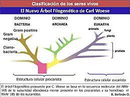 Carl Woese