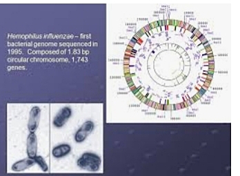 Bacterial genomes first sequenced