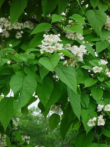 Summer_Catalpa_speciosa_Northern Catalpa