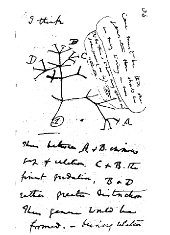 Inicio de la teoría de la evolución