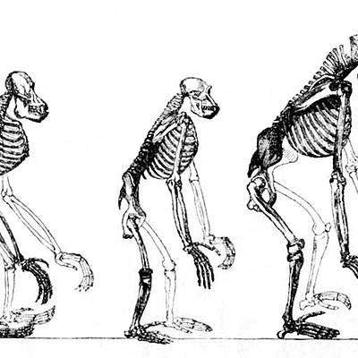 Timeline: Vida y obra de Charles Darwin