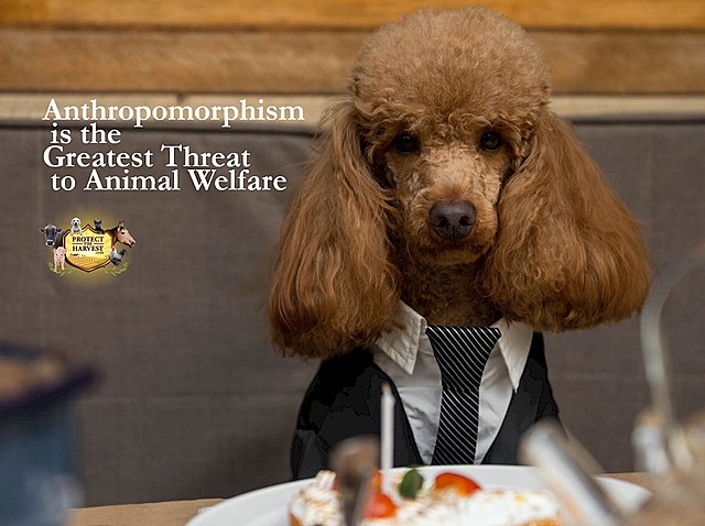 Daniel Dennett 1942-Present  Created the Idea of Intentional Stance