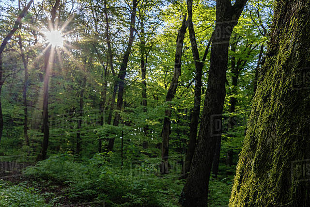 Final years and passing