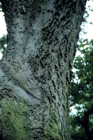 Fall_ Celtis occidentalis_Hackberry
