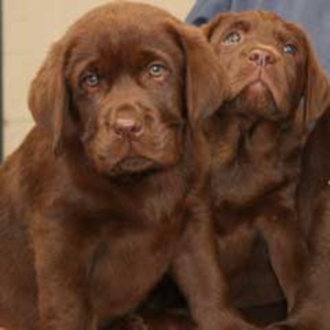 Police reveal that chocolate labrador puppies were stolen from the Guy home before the murder.