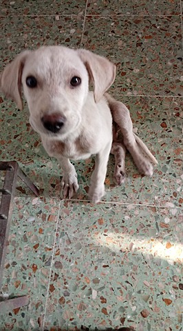 Rescaté a un perrito.