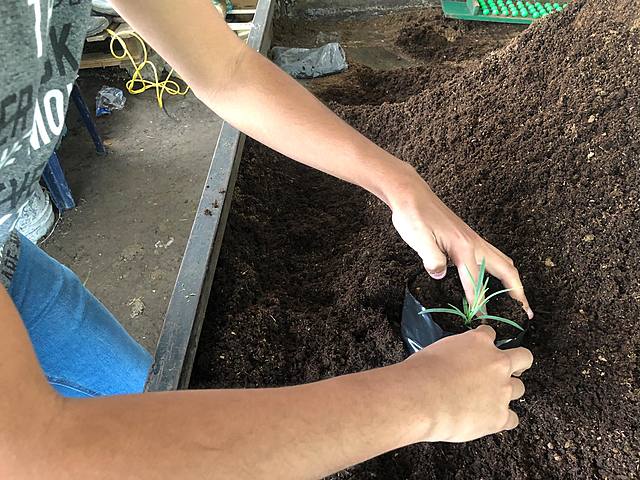 TRASPLANTE DEL CLAVEL