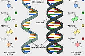 Estructura correcta del ADN