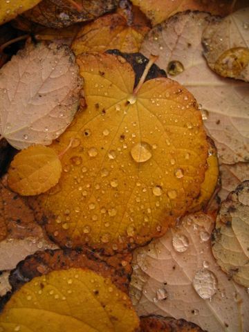 Fall_Cercidiphyllum japonicum_Katsuratree