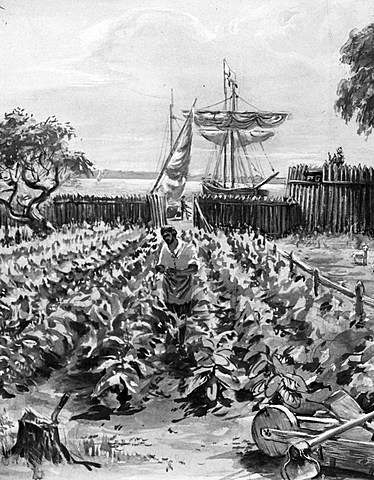 Jamestown Tobacco Economy