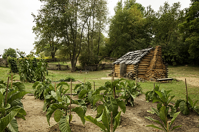 1612-1st tobacco crop is planted