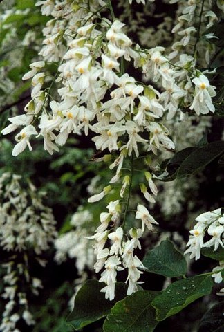 Summer_Cladrastis kentukea_Yellowwood