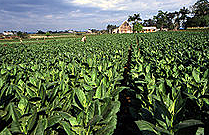First Tobacco Crop Planted