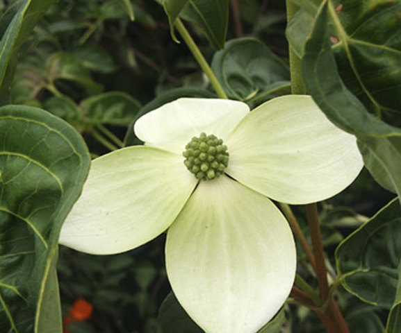 Summer_Cornus kousa_Kousa Dogwood