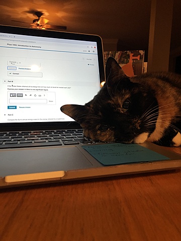 we brought home our cat, Hope