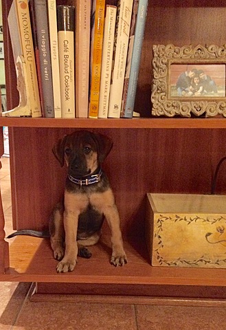 we got our second dog, Kingsley