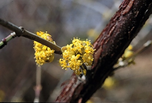 Spring _Cornus mas_Corneliancherry Dogwood