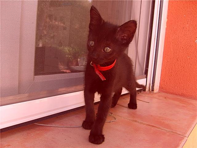 I found a cat that I called Jane