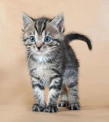 I found a cat I called Merak