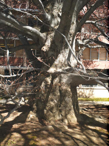 Winter _Fagus Sylvatica_European Beech