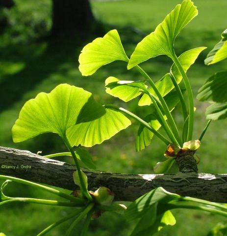 Spring_Ginkgo-biloba_Ginkgo tree
