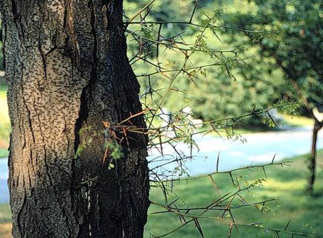 Winter_Gleditsia triacanthos_Honey Locust