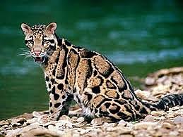 Leopardo nublado de Formosa