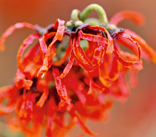 Fall_Hamamelis x intermedia_Witchhazel Hybrid