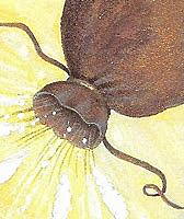 Part 2 Aeolus and the Bag of wind