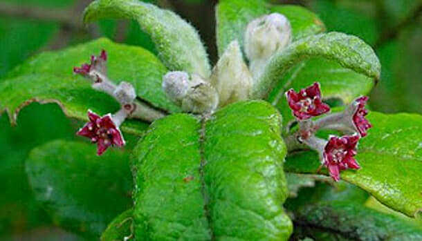 Olivo de Santa Helena