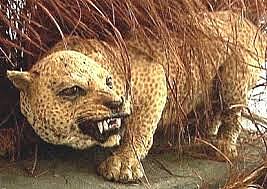 Leopardo de Zanzíbar