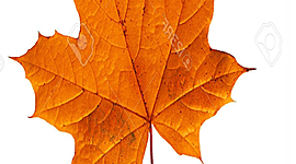 Timeline: My Timeline