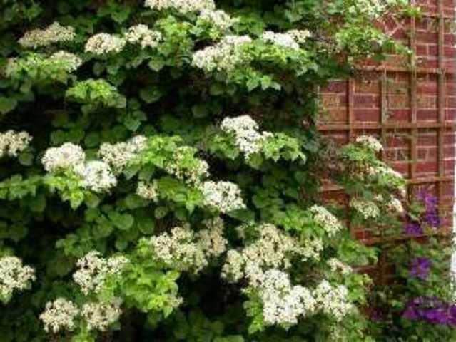 Summer_Hydrangea anomala subsp. petiolaris _Climbing Hydrangea