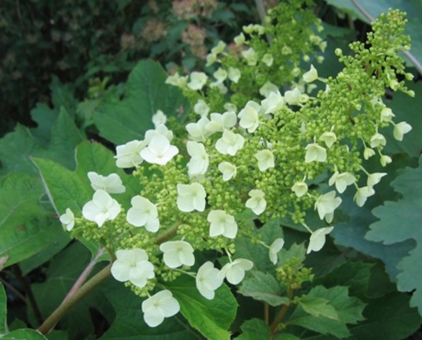 Summer_Hydrangea quercifolia_Oakleaf Hydrangea