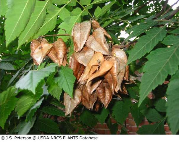 Fall_koelreuteria_paniculata_goldenraintree