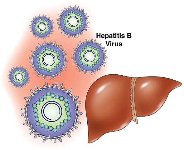 Vacuna HB pediátrica: Hepatitis B por transmisión mamá - bebé