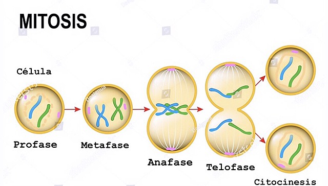 ANTON FRIEDRICH SCHNEIDE