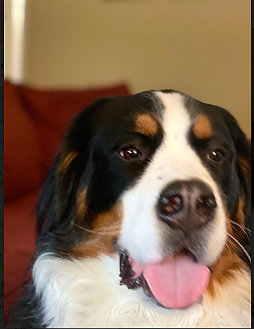 we got my dog Buddy.