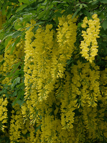 Spring_Laburnum x watereri_Goldenchaintree